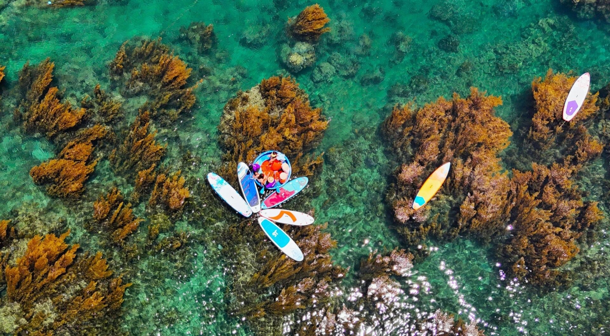 Blooming seaweed season turns island into underwater wonderland